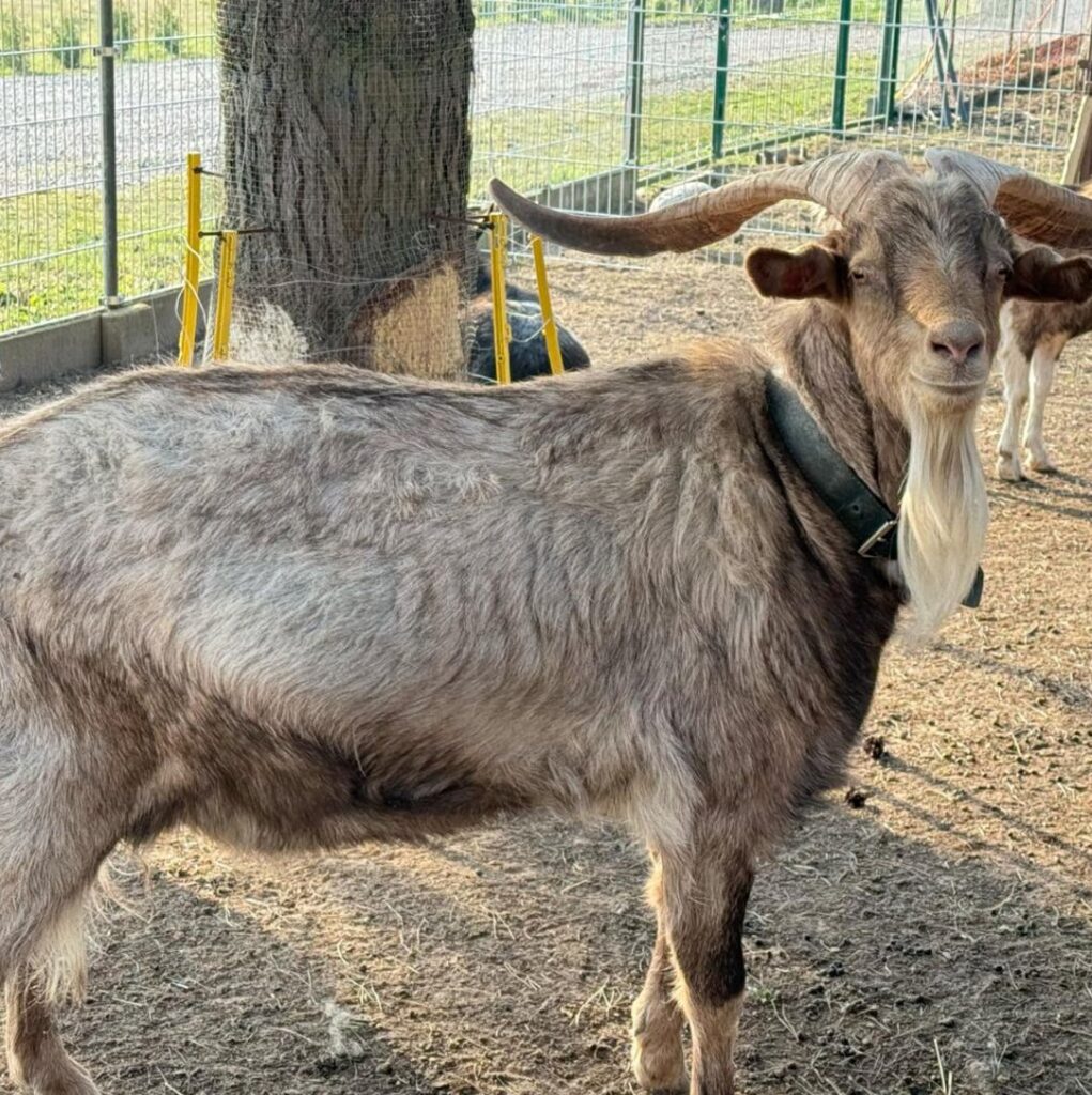 mini-zagroda